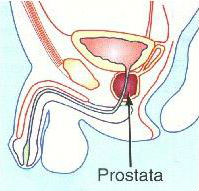 Circulația sângelui în penis poate fi perturbată după prostatita acută